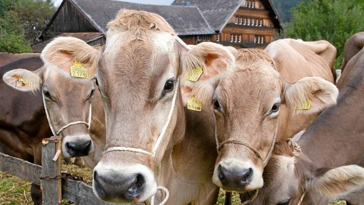 Kühe im Neckertal im Toggenburg im Sommer