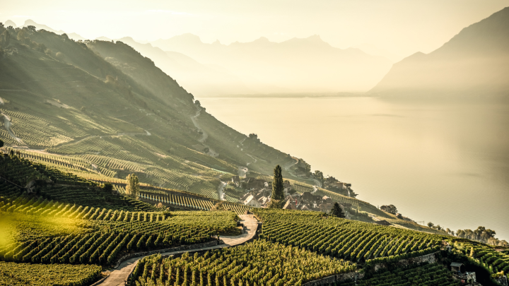 Epesses_Lavaux