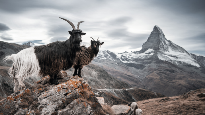 Zermatt Black necked goats