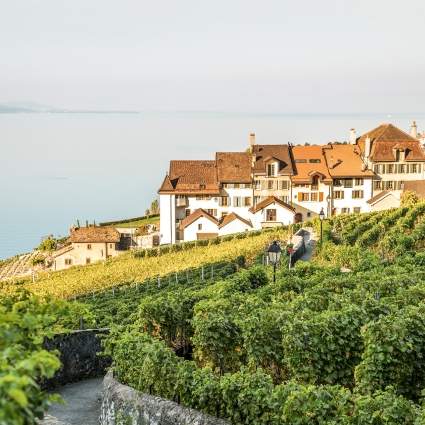 Lavaux Wine